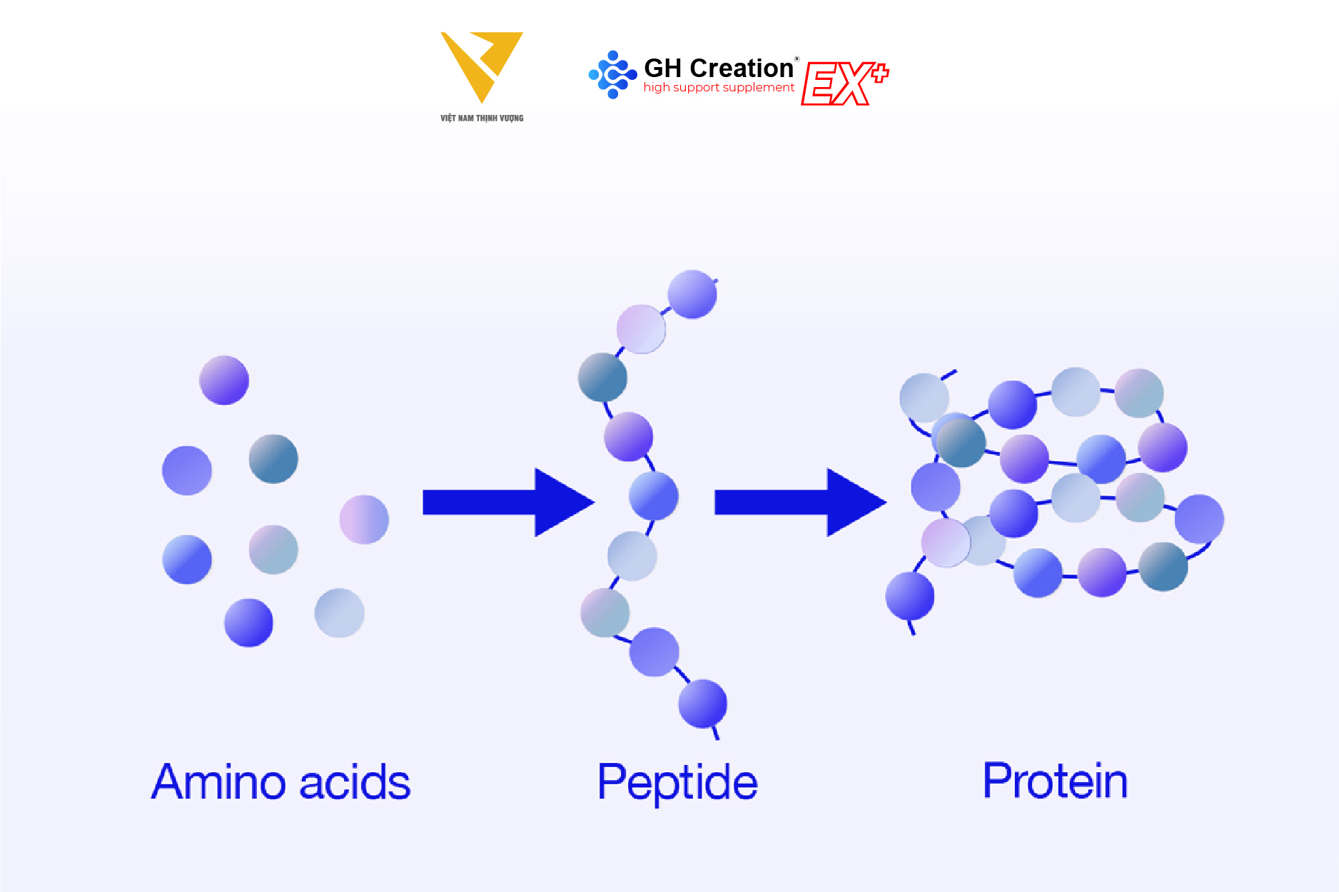 Bone peptide Bone peptide