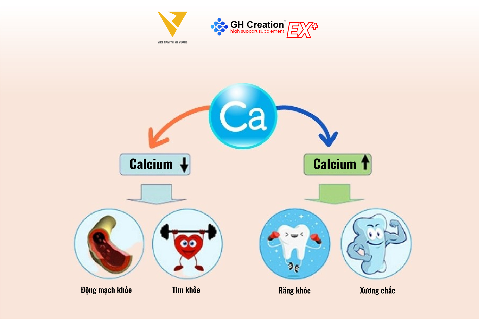 Canxi - Chìa khóa của xương và chiều cao Canxi - Chìa khóa của xương và chiều cao