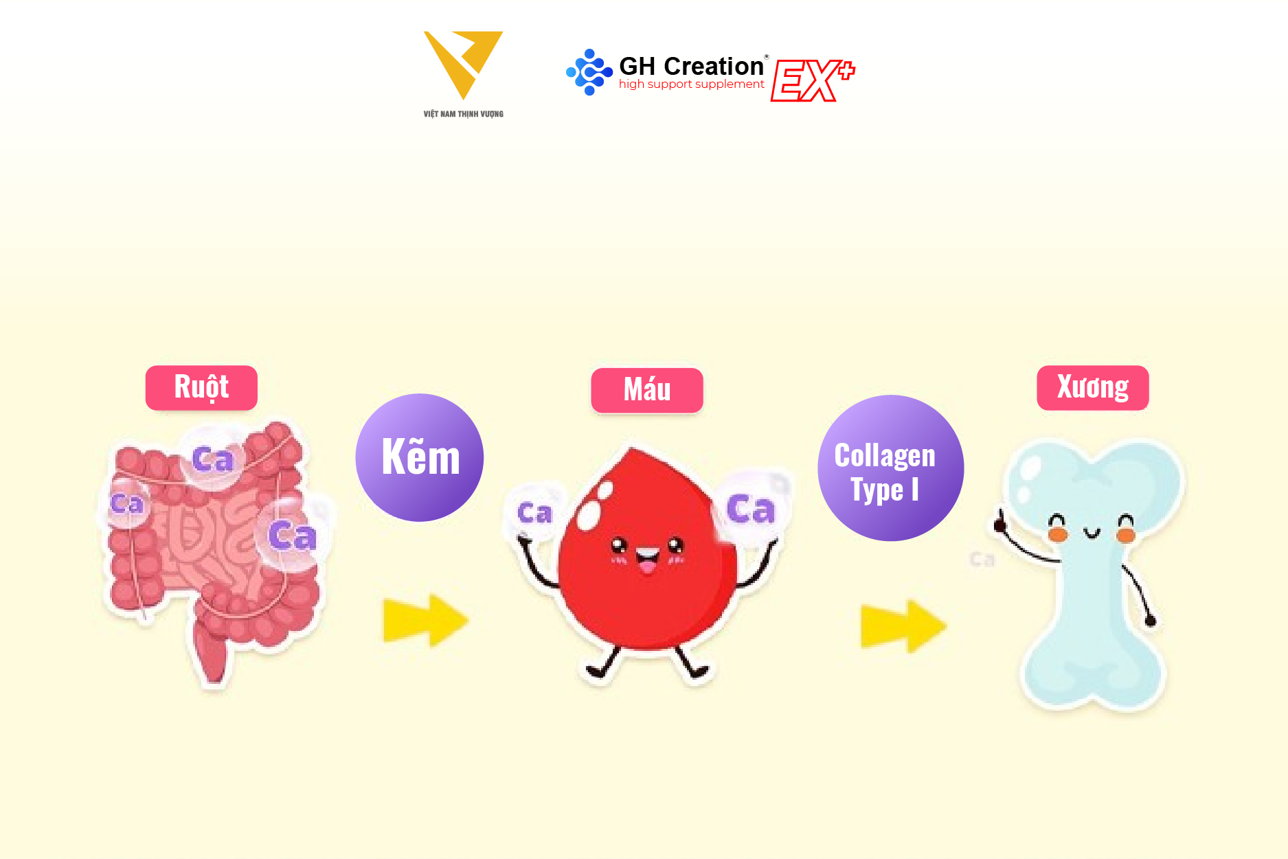 Kẽm tăng cường hấp thụ canxi và sự quan trọng của Collagen Type I trong quá trình phát triển xương Kẽm tăng cường hấp thụ canxi và sự quan trọng của Collagen Type I trong quá trình phát triển xương