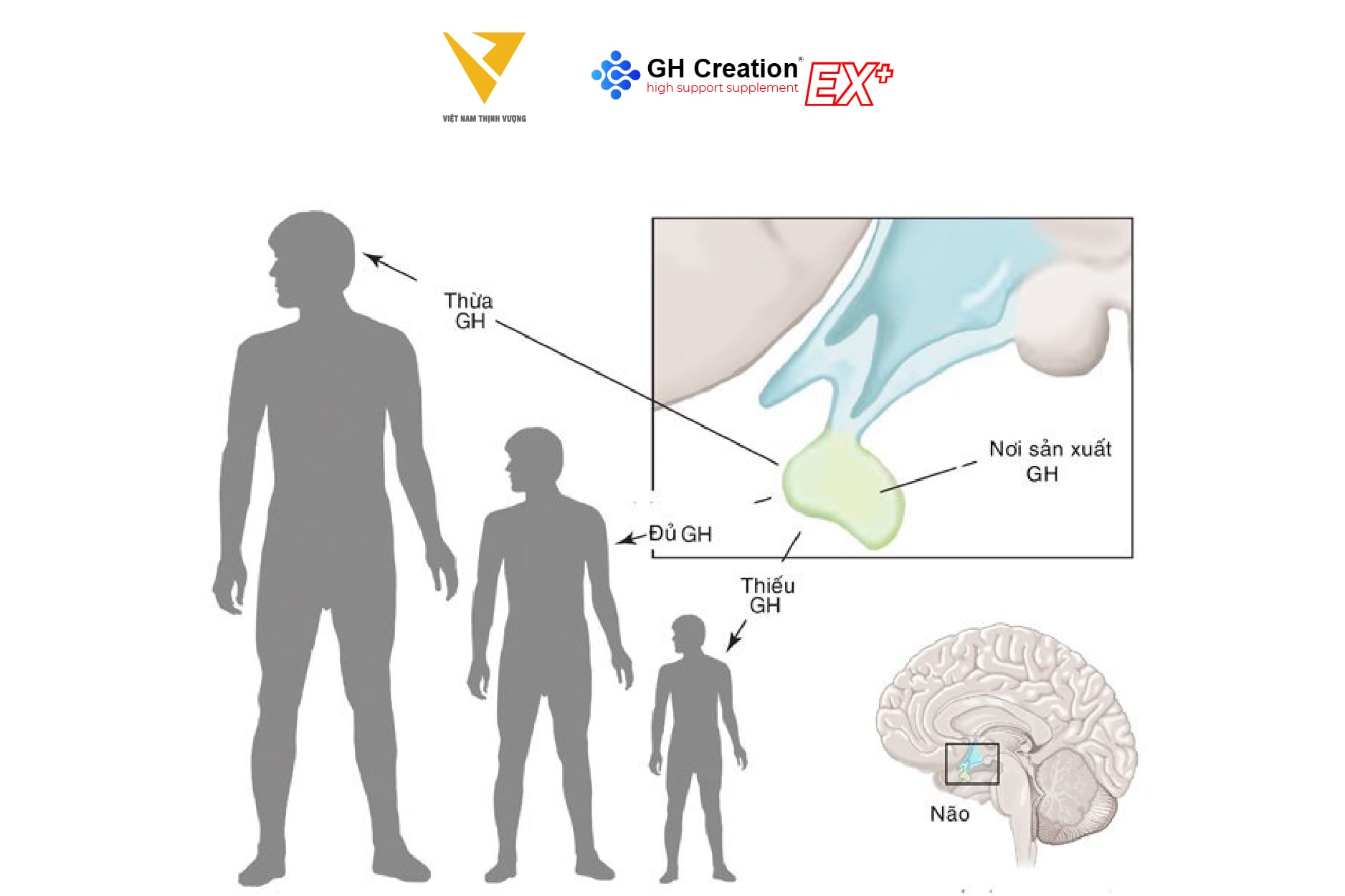 HGH (Hormone tăng trưởng) HGH (Hormone tăng trưởng)